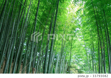 見沼通船掘公園の竹林　見沼田んぼ 33793082