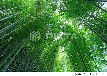 見沼通船掘公園の竹林 見沼田んぼ 見沼通船掘公園の竹林 見沼田んぼ 33793083