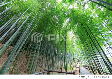 見沼通船掘公園の竹林　見沼田んぼ 33793084