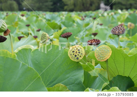 上野不忍池の蓮 33793085