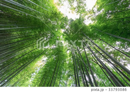 見沼通船掘公園の竹林　見沼田んぼ 33793086