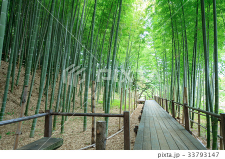 見沼通船掘公園の竹林　見沼田んぼ 33793147