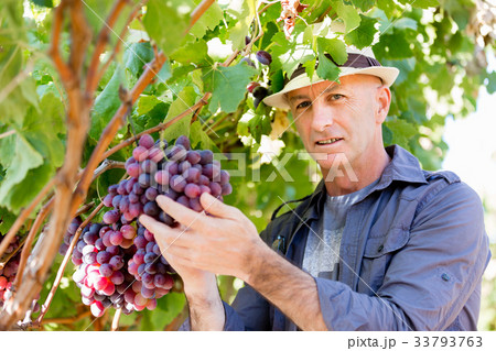 Man standing in vineyard Man standing in vineyard 33793763