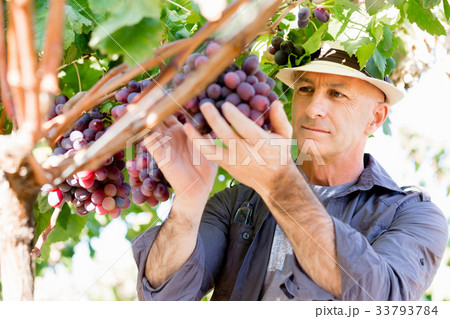 Man standing in vineyard Man standing in vineyard 33793784