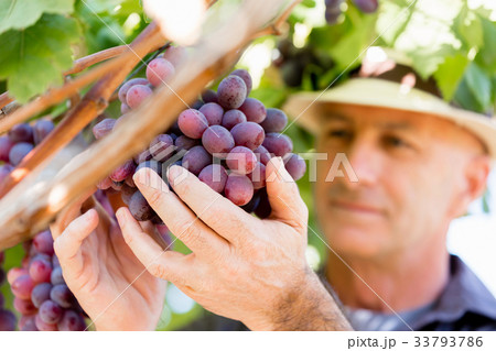 Man standing in vineyard Man standing in vineyard 33793786