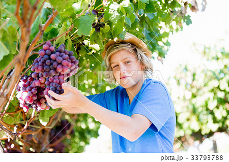 Boy in vineyard 33793788