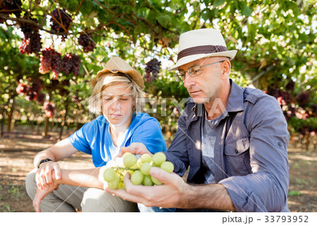 Father and son in vineyard Father and son in vineyard 33793952