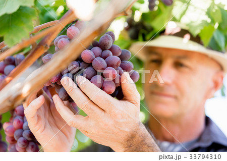 Man standing in vineyard 33794310