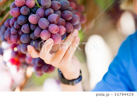 Red grapes in the vineyard Red grapes in the vineyard 33794429