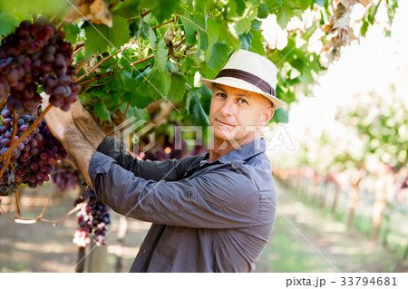 Man standing in vineyard 33794681