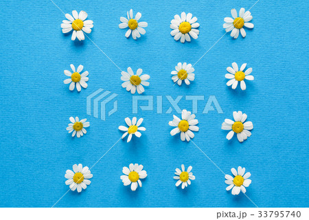 daisy flowers daisy flowers 33795740