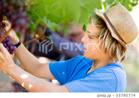 Boy in vineyard Boy in vineyard 33795774