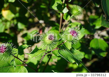 ごぼうの花の写真素材