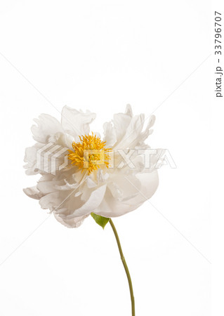 peony flower 33796707