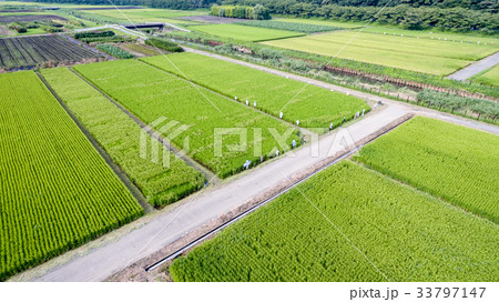 空撮　夏の見沼田んぼ 33797147