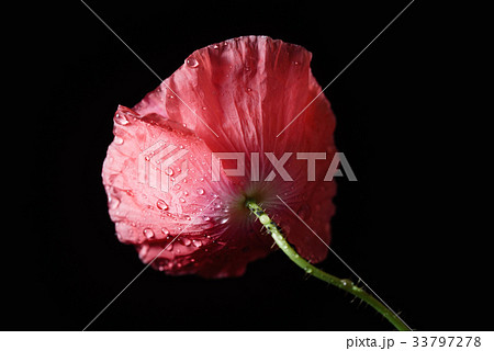 poppy flower on the black background poppy flower on the black background 33797278
