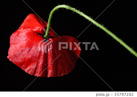 poppy flower on the black background 33797282