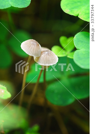 small mushrooms toadstools small mushrooms toadstools 33797344