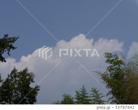 晩夏の木と青空と白い雲 33797842