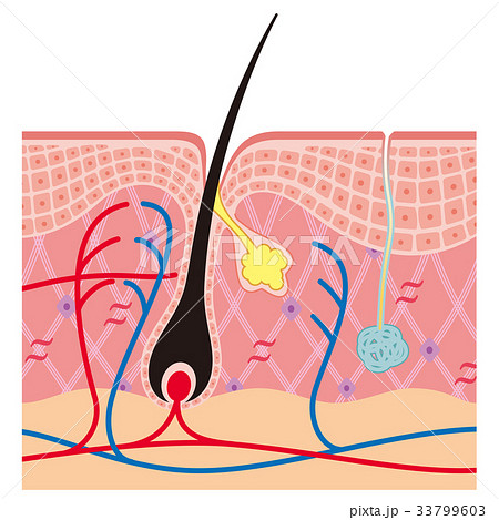 毛根　汗腺　断面図 33799603