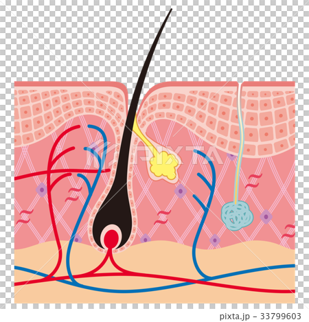 毛根　汗腺　断面図 33799603