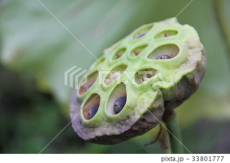 蓮　花托 33801777