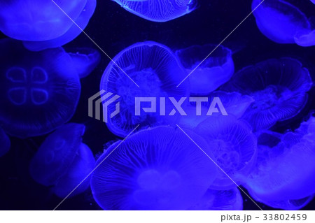 クラゲ 33802459