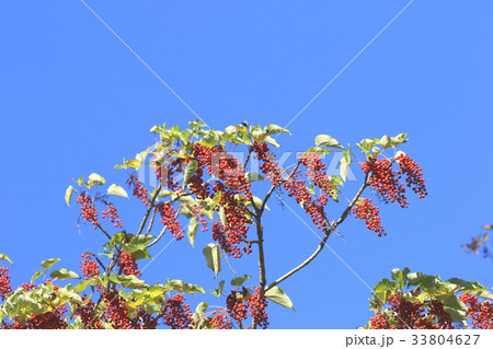 紅葉 赤い実 イイギリ 青空の写真素材