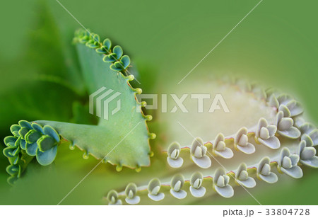 Green leaves of Kalanchoe pinnata,Bryophyllum pinn Green leaves of Kalanchoe pinnata,Bryophyllum pinn 33804728