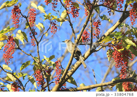 紅葉 赤い実 イイギリ 青空 野鳥の写真素材