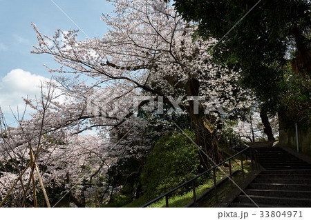 春の元町公園、横浜市中区 33804971