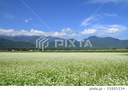 北アルプス山麓にソバの花咲くころ 33805334