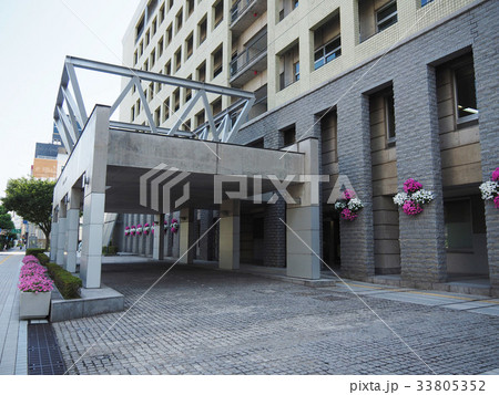 富山市庁舎の花 33805352