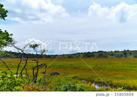 八島湿原 秋 八島湿原 秋 33805609