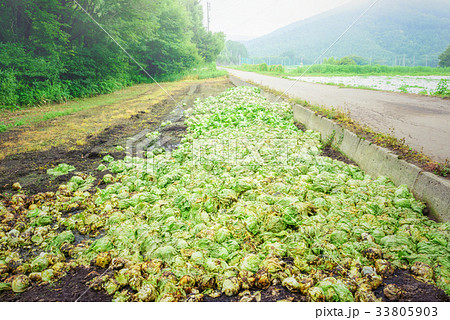 農地の風景、廃棄されたレタス。 農地の風景、廃棄されたレタス。 33805903