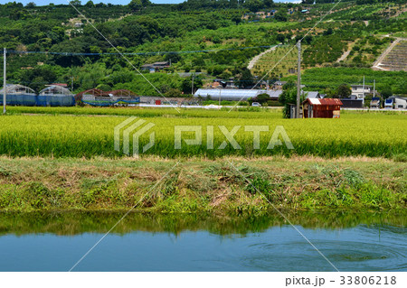 尾田川公園 水辺の風景 尾田川公園 水辺の風景 33806218
