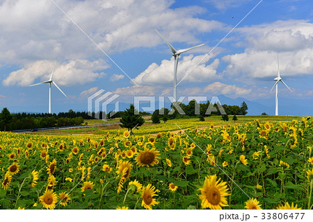 布引高原の風車とひまわり畑 33806477