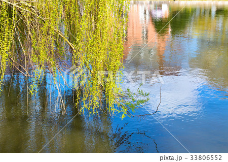 Willow tree by the water 33806552