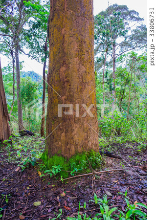 tree in forest tree in forest 33806731