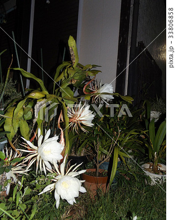 夜大きな白い花を咲かせ夜の内に萎むゲッカビジンの花 夜大きな白い花を咲かせ夜の内に萎むゲッカビジンの花 33806858