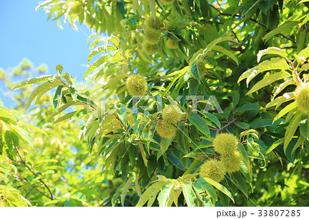 クリの実 33807285
