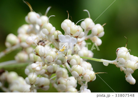 ヤブミョウガ 33807548