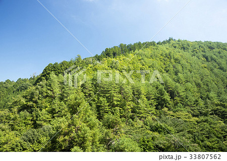 北山杉の林 33807562