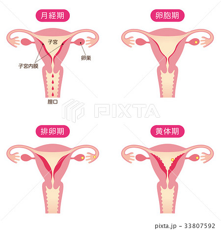生理周期と子宮内膜の変化のイラスト素材