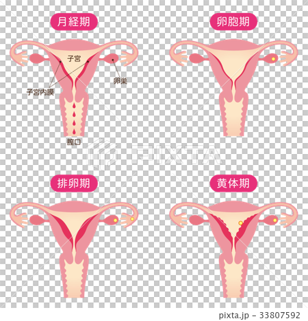 生理周期と子宮内膜の変化 33807592