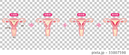 月經週期和子宮內膜的變化 33807598