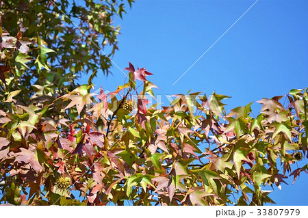 鈴懸の木　秋イメージの背景素材 33807979
