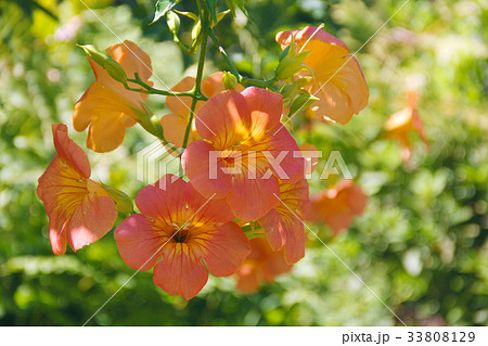 これまでで最高のノウゼンカズラ 科 最高の花の画像