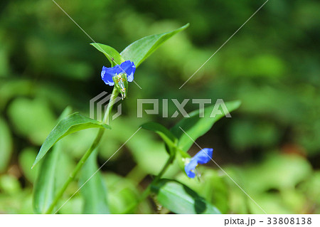 ツユクサ 露草 月草 蛍草 青花 ツユクサ科 の写真素材