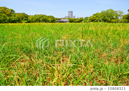 大阪城　西の丸庭園の風景 33808321